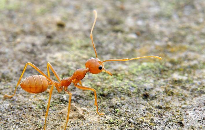 大型蚁类虫子带翅膀,全异巨首蚁各种种类蚂蚁体型