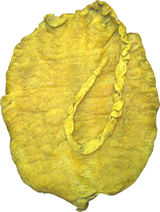 哪些鱼鳔可以制成鱼胶,加工鱼鳔