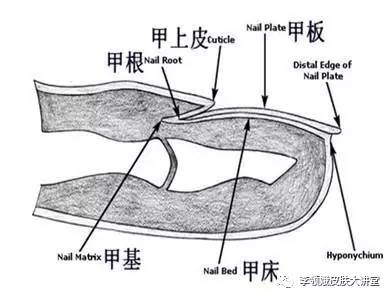 大脚趾甲有点轻微的嵌甲怎么处理,嵌甲手术后指甲还能恢复原样吗