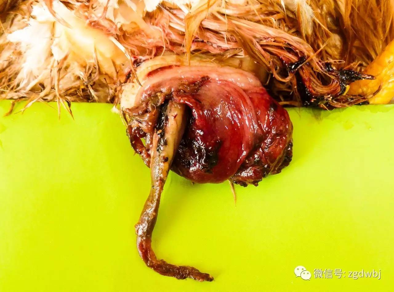 鸡啄癖症的发生与防控措施