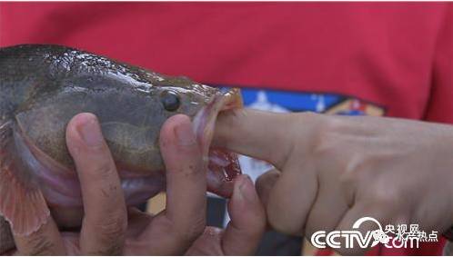 一年纯利润十几万的鱼,一个大棚养出的鱼销售额接近百万