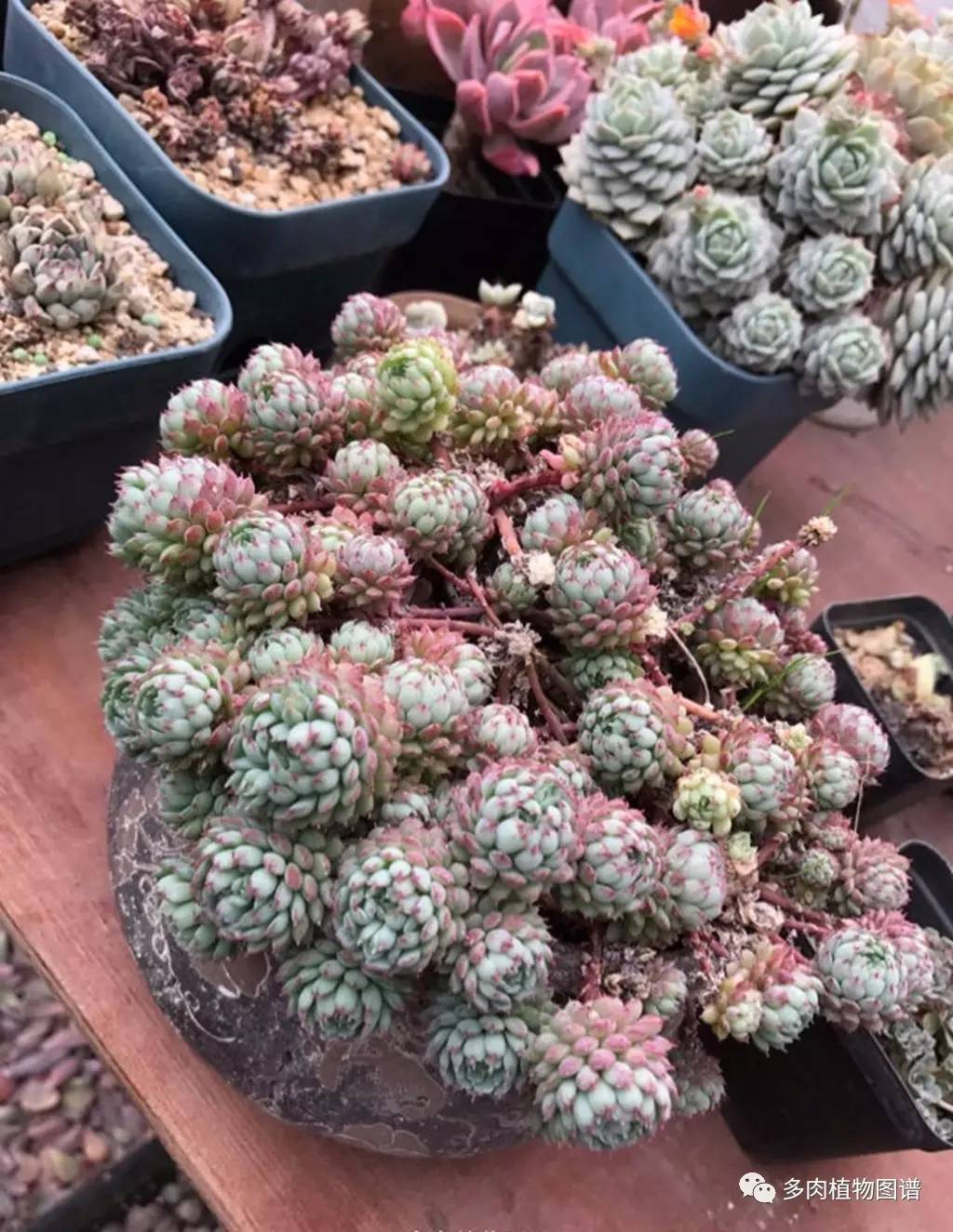 今天，你爱国了吗？写给爱多肉的你~