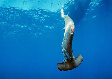 鱼翅营养成分表,安康鱼翅是不是像猪蹄一样的胶质