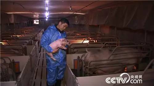 养猪赚猪粪,如何利用猪粪赚钱