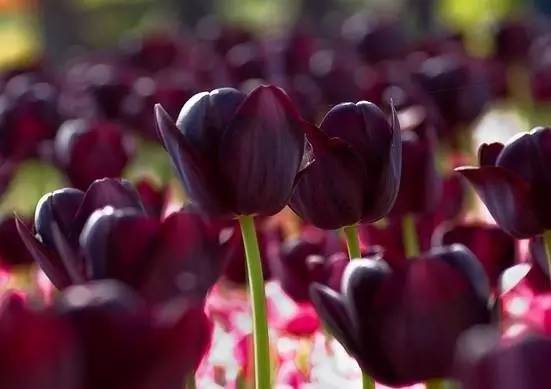 相约2021一花一世界配乐朗诵,相约北京千亩花海