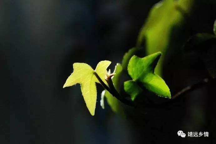 一抹绿的古诗,一抹绿园林摄影