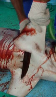 鱼翅营养成分表,安康鱼翅是不是像猪蹄一样的胶质