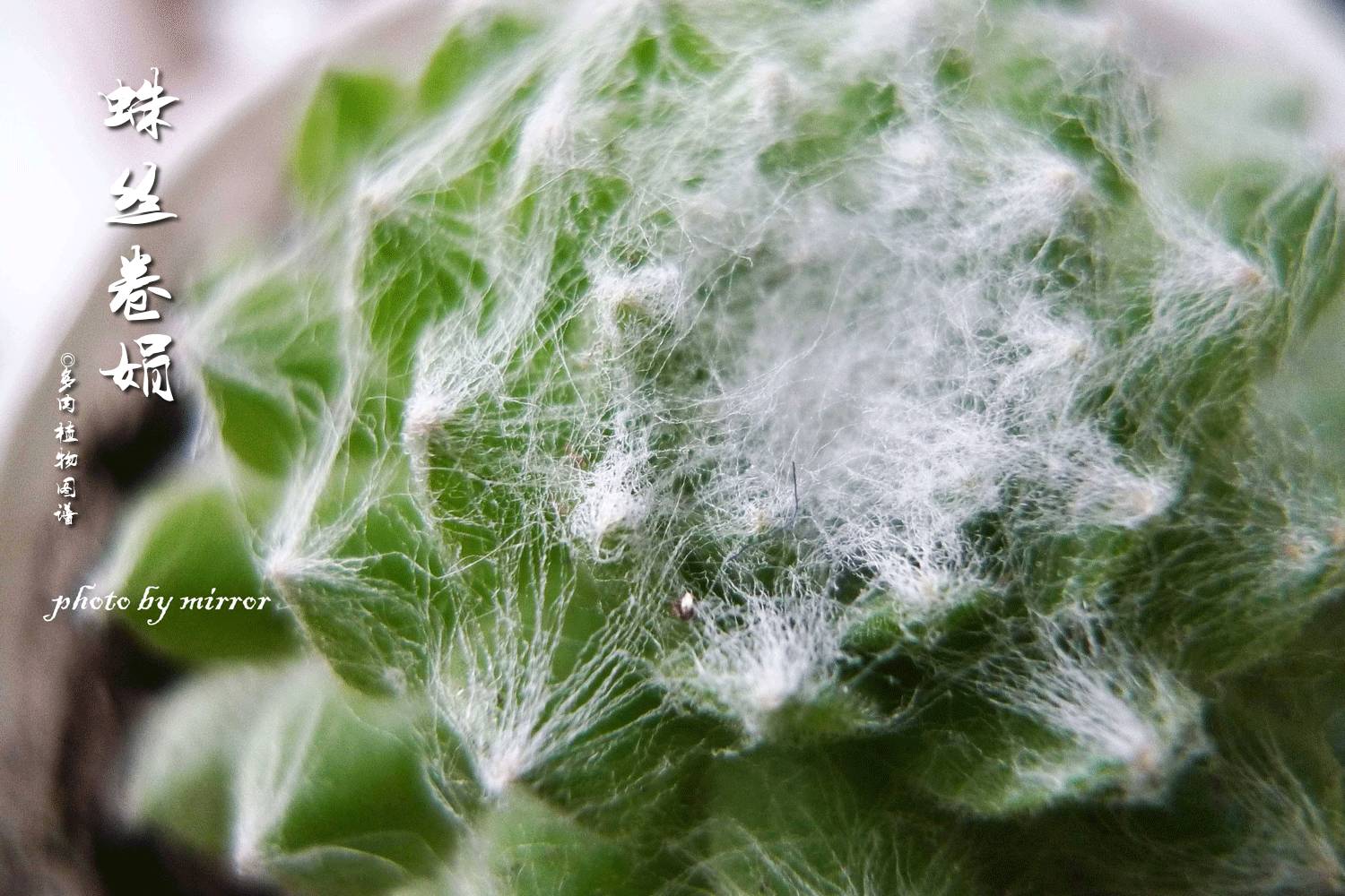 今天，你爱国了吗？写给爱多肉的你~