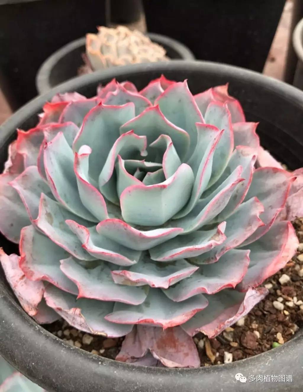 今天，你爱国了吗？写给爱多肉的你~