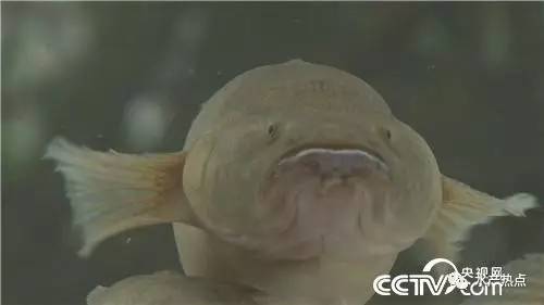 一年纯利润十几万的鱼,一个大棚养出的鱼销售额接近百万