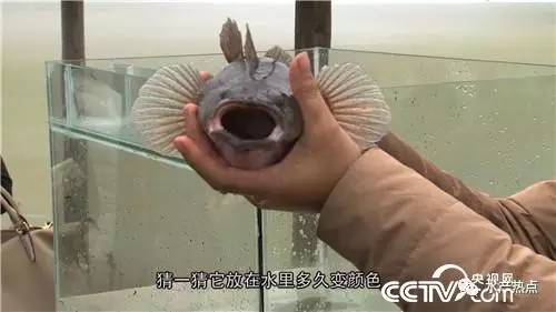 一年纯利润十几万的鱼,一个大棚养出的鱼销售额接近百万