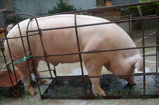 只用了225天，它就成了“猪王”！