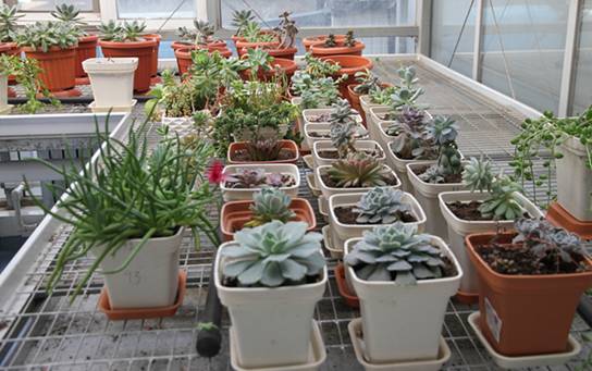 多肉植物土壤选购技巧图片,新手如何挑选多肉植物