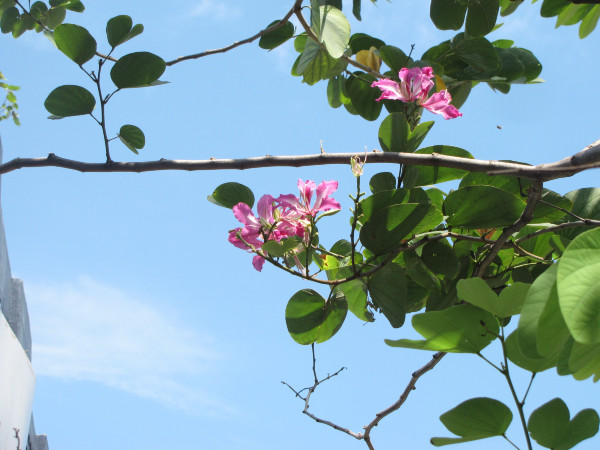 斯里兰卡个人旅游攻略,斯里兰卡华人旅游攻略视频