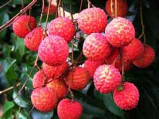 五种水果每次选三种,五种水果轮流吃