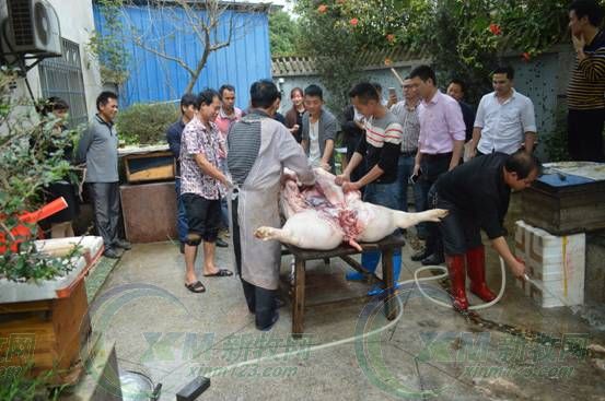 只用了225天，它就成了“猪王”！