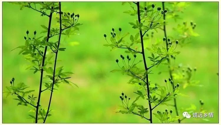 一抹绿的古诗,一抹绿园林摄影