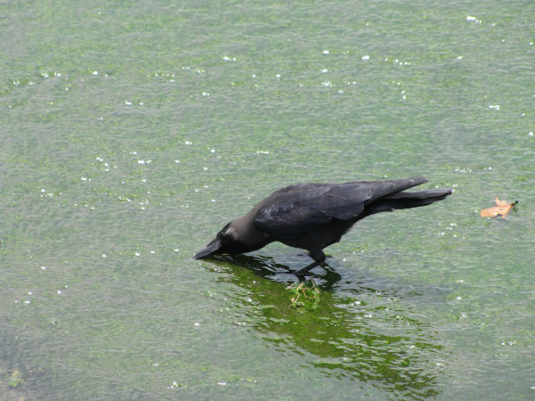 斯里兰卡个人旅游攻略,斯里兰卡华人旅游攻略视频