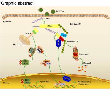 NatCommun：浙江大学王青青教授课题组发表抗病毒天然免疫研究论文