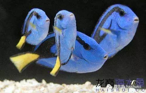 whatsapp显示版本过低,ph不超过1.8的原因