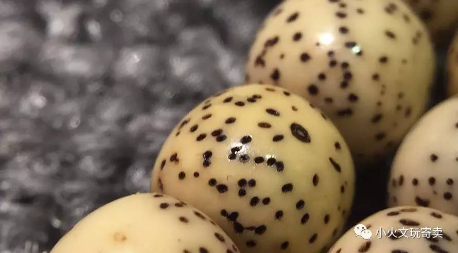 分享买过的菩提,两年多星月菩提有点花