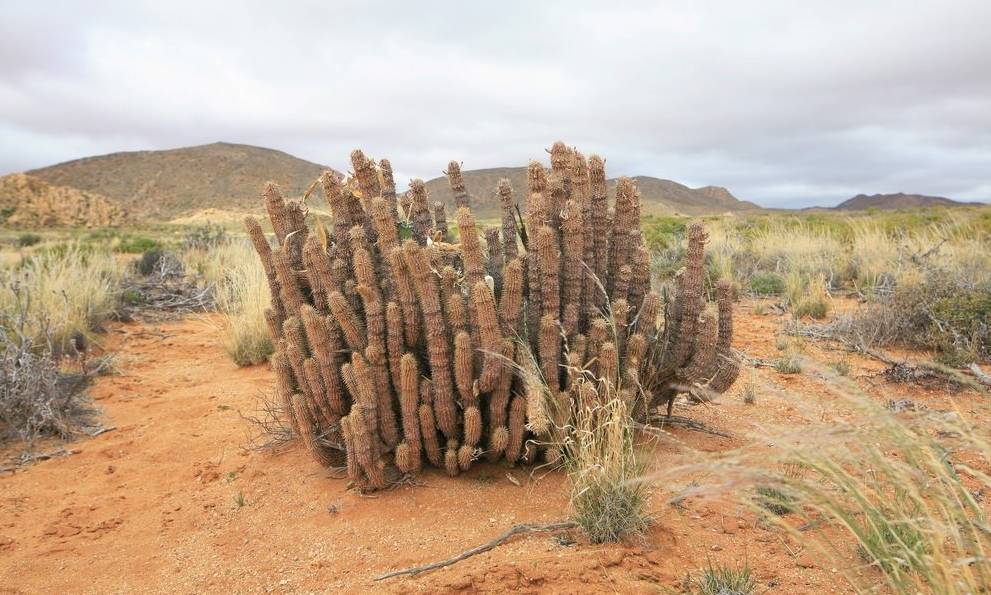 这一坨坨的仙人掌竟然跟*品毒**一样昂贵｜小地球纳马夸*博兰**物旅行日记（1）