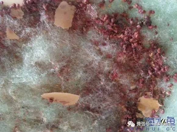 whatsapp显示版本过低,ph不超过1.8的原因