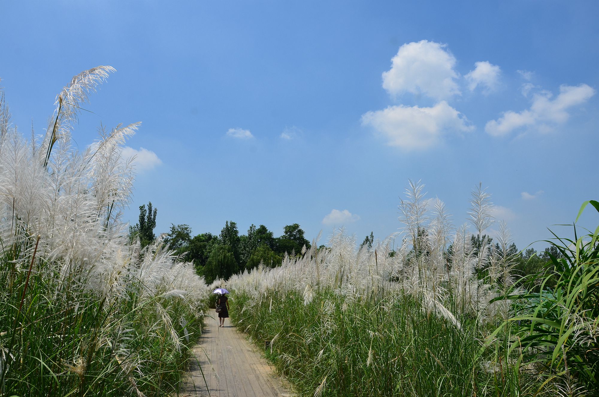 推荐一下成都拍婚纱照的地方,成都几月份拍婚纱照比较好