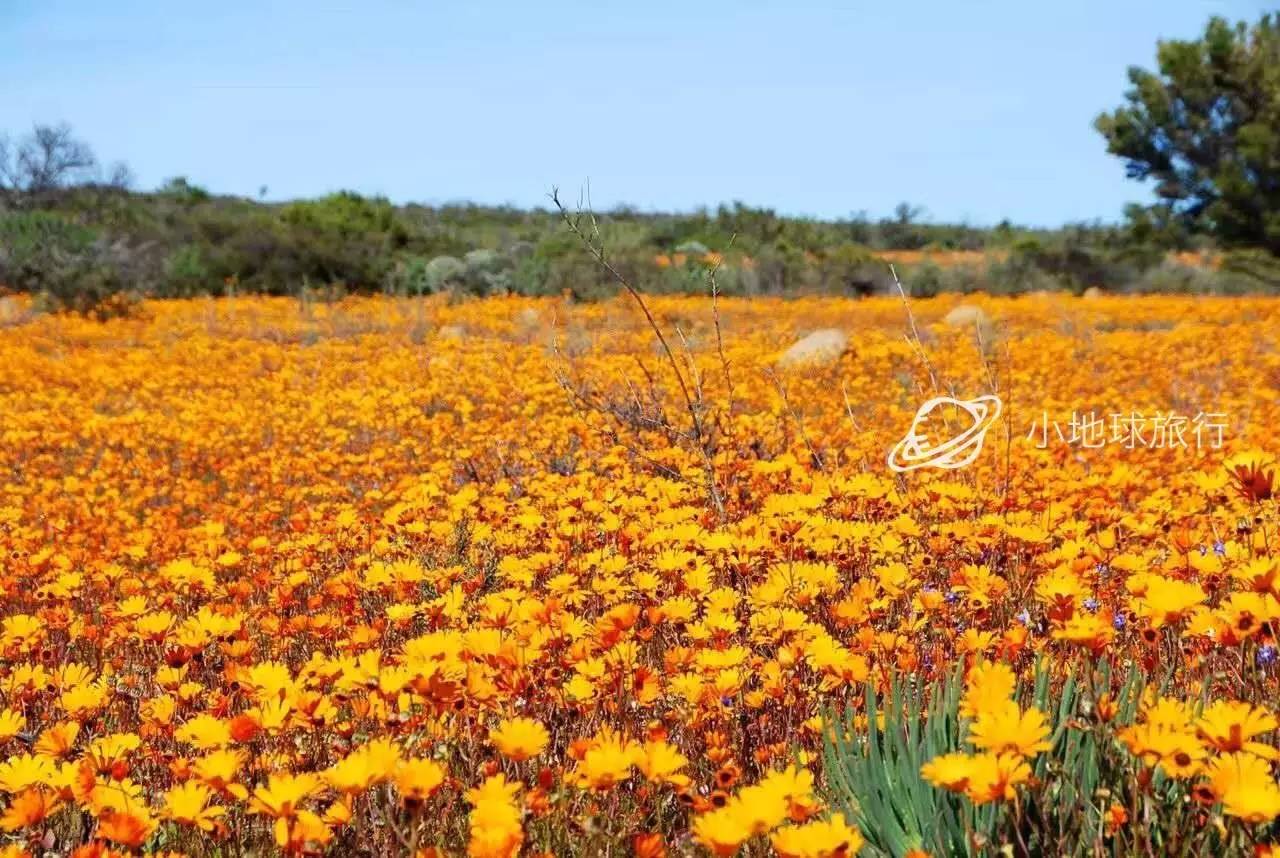 这一坨坨的仙人掌竟然跟*品毒**一样昂贵｜小地球纳马夸*博兰**物旅行日记（1）
