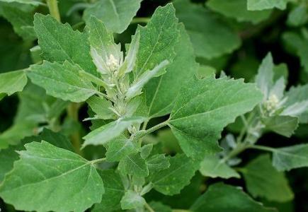 春季野菜大赏选对种类健康又美味,开春吃野菜的讲究