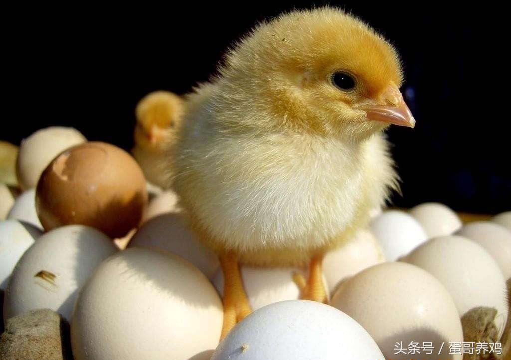 养鸡小鸡怎么管理,养鸡十年