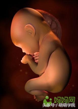 孕期1到40周胎儿发育全过程,胎儿发育40周全过程动态画
