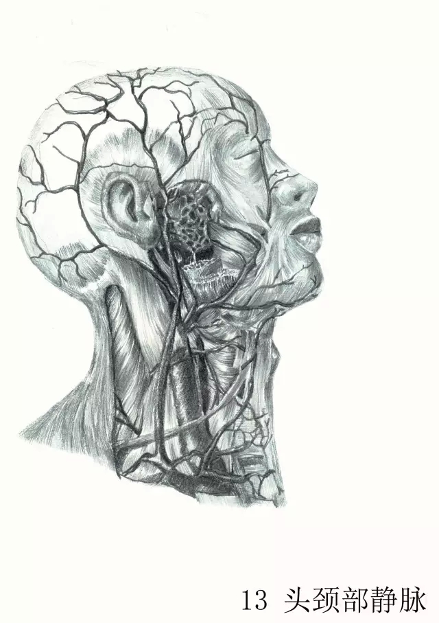 正所谓画骨画皮也画心,画皮画骨还画心