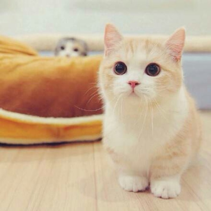 自然堂弹嫩紧致抗皱眼霜适合年龄,六胜肽淡化细纹眼霜适合什么年龄