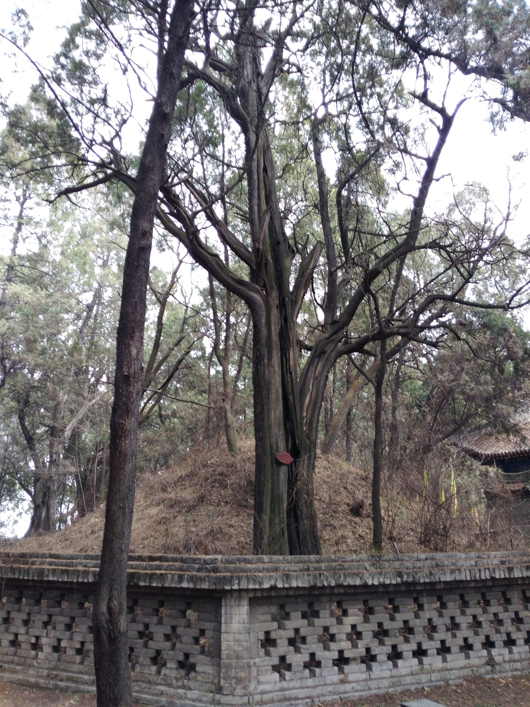 黄帝陵天下第一陵国务院古墓编号,黄帝陵天下第一陵图片