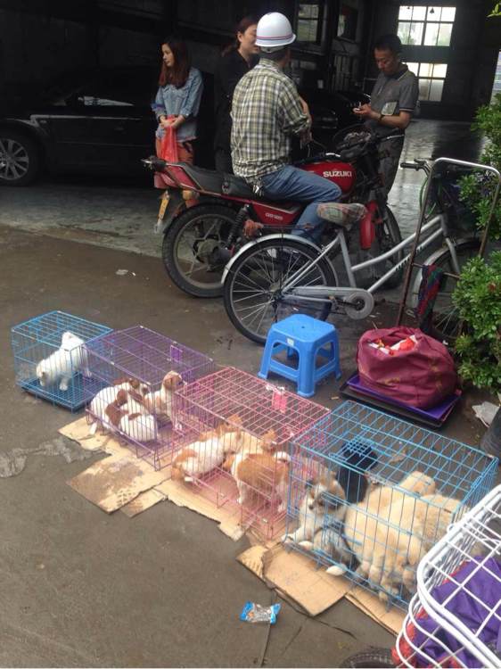 泰迪狗丢了找回来,泰迪狗丢了怎么找回来