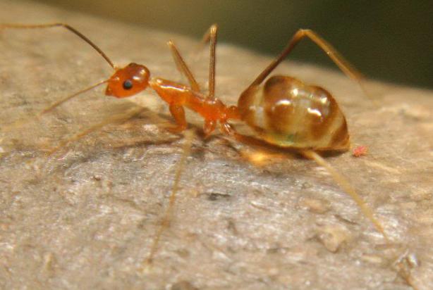 大型蚁类虫子带翅膀,全异巨首蚁各种种类蚂蚁体型