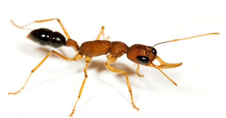 大型蚁类虫子带翅膀,全异巨首蚁各种种类蚂蚁体型