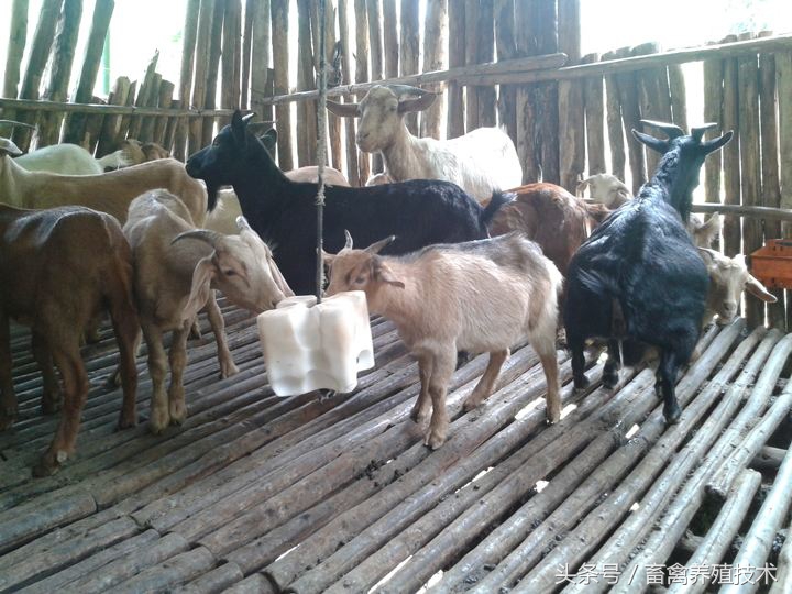 养牛喂到农药怎么办,养牛喂尿素科学吗有毒吗