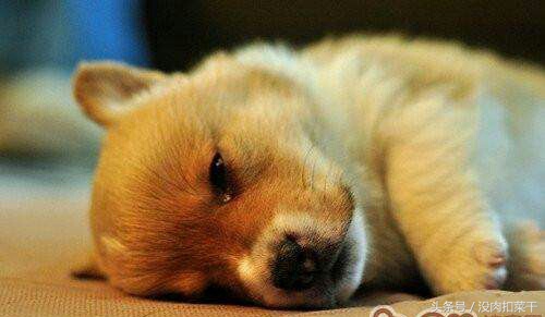 狗狗突然很粘人焦躁不安怎么回事,家里的狗狗不叫怎么办