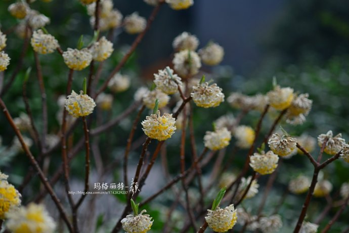 植物美图欣赏,仙气十足的植物图片