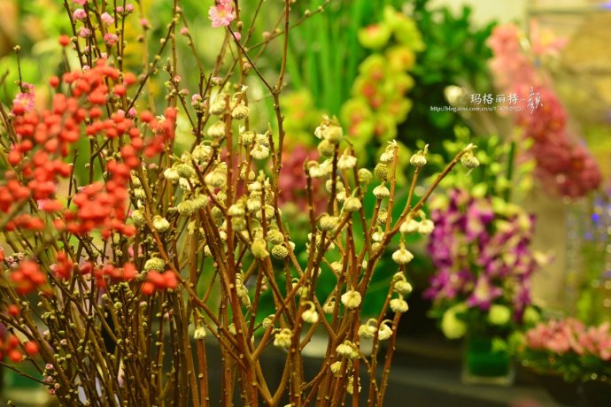 植物美图欣赏,仙气十足的植物图片