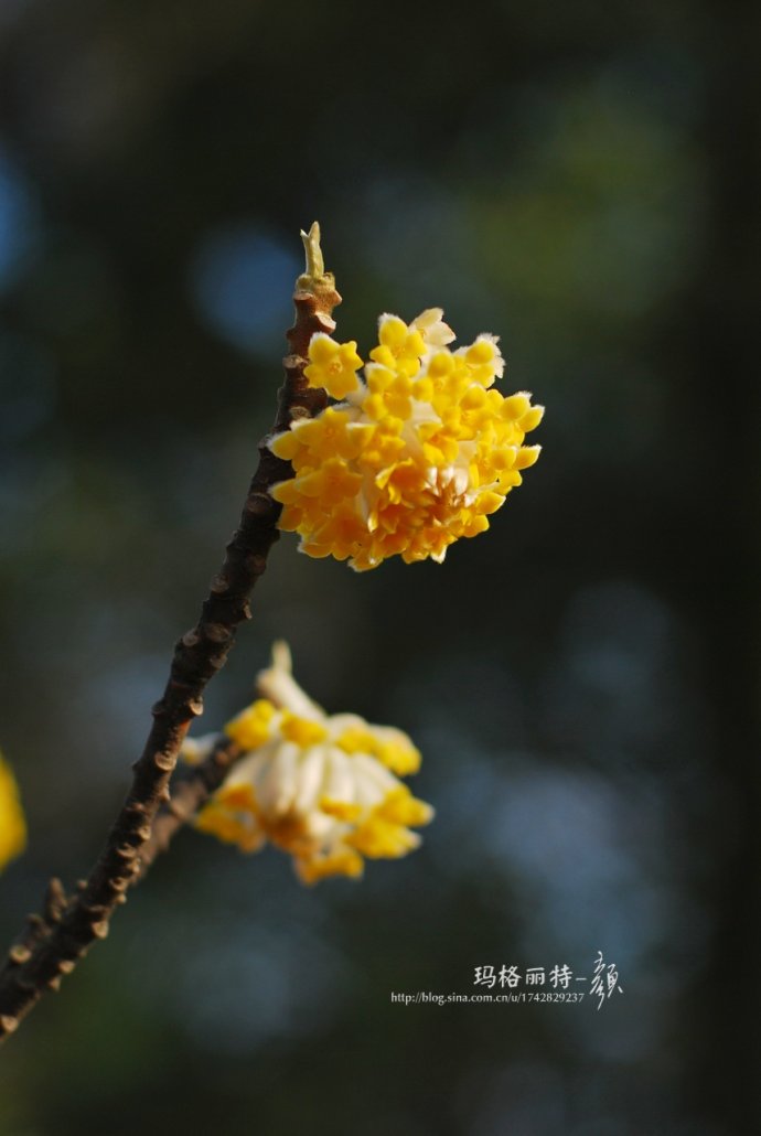 植物美图欣赏,仙气十足的植物图片