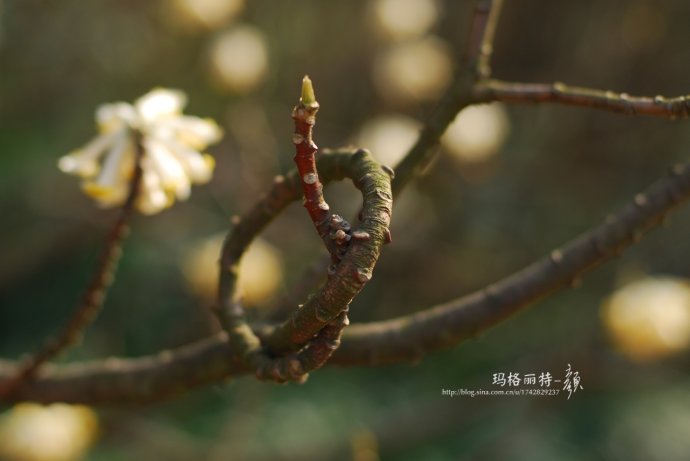植物美图欣赏,仙气十足的植物图片