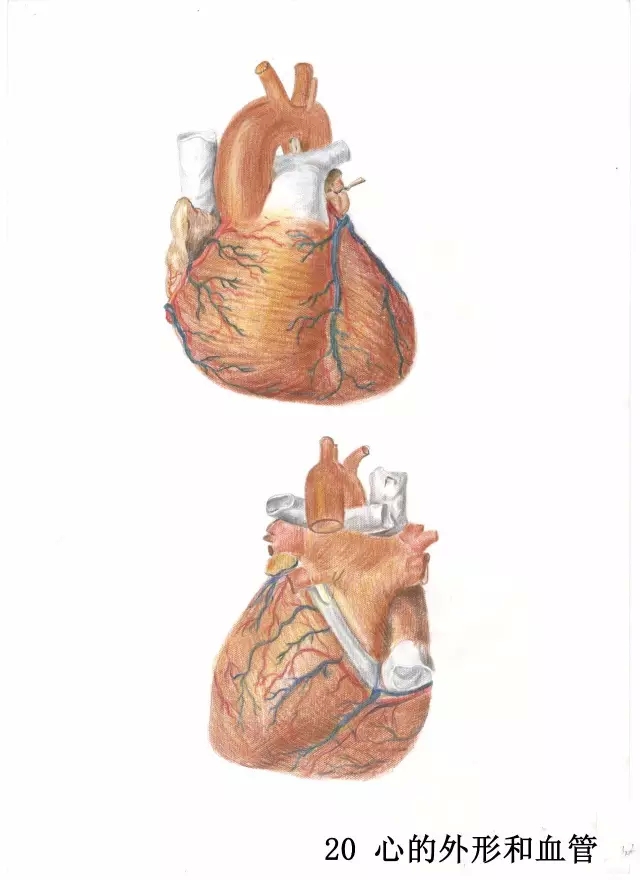 正所谓画骨画皮也画心,画皮画骨还画心