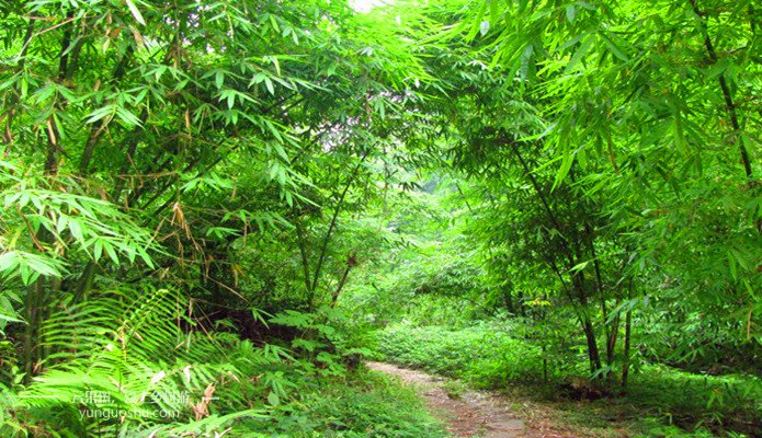 邛崃芦沟竹海新闻,邛崃平乐古镇竹海