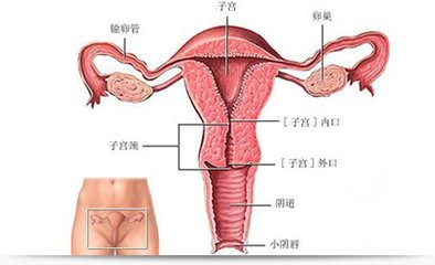 人流术后为什么月经量少,人流术后月经变少是粘连吗