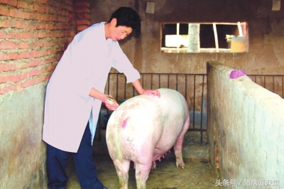 母猪发情时间不同，怎样确定配种时间？