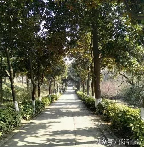 南京莫愁湖公园免费,南京免费公园免费开放日一览表