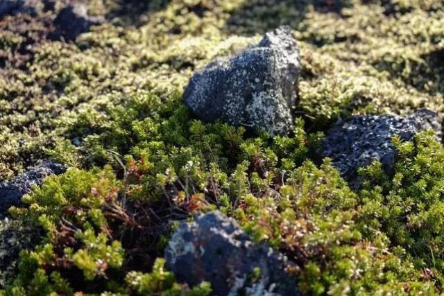 嗨哩文旅丨邂逅外星球，X-Pro2的冰岛考验！